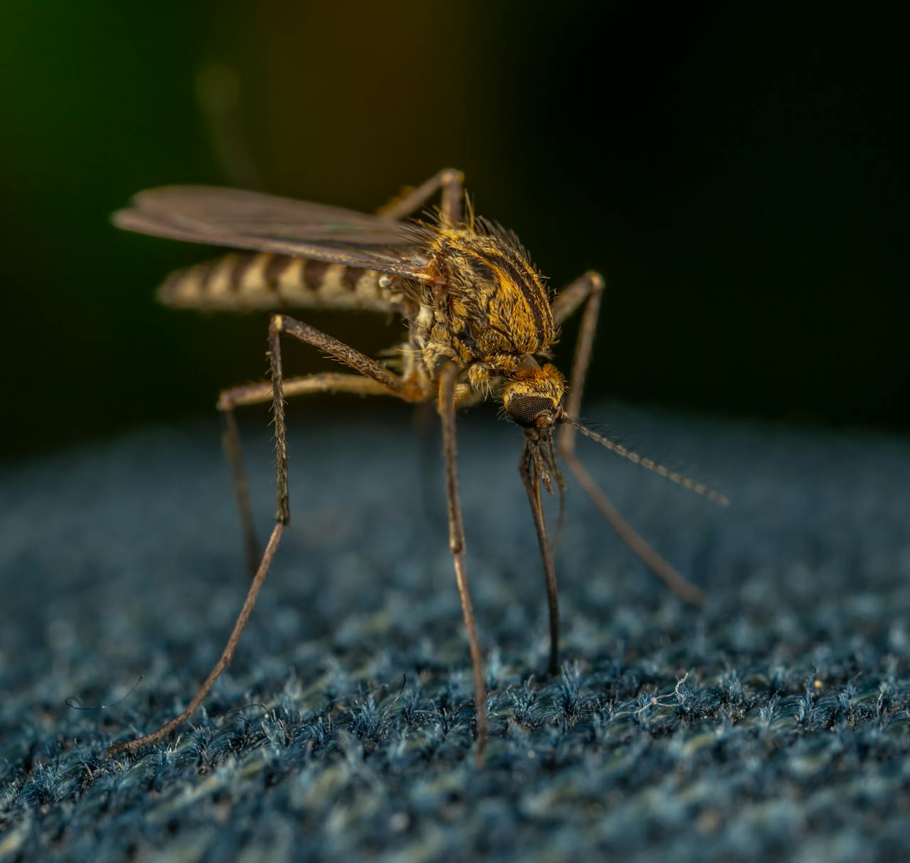 Macro view of a mosquito on textured fabric, highlighting details and textures.