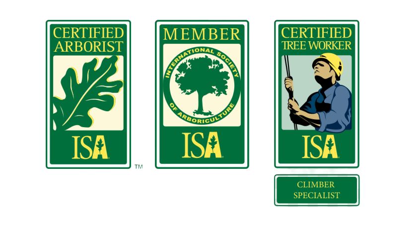 certified tree climber certified arborist (1)