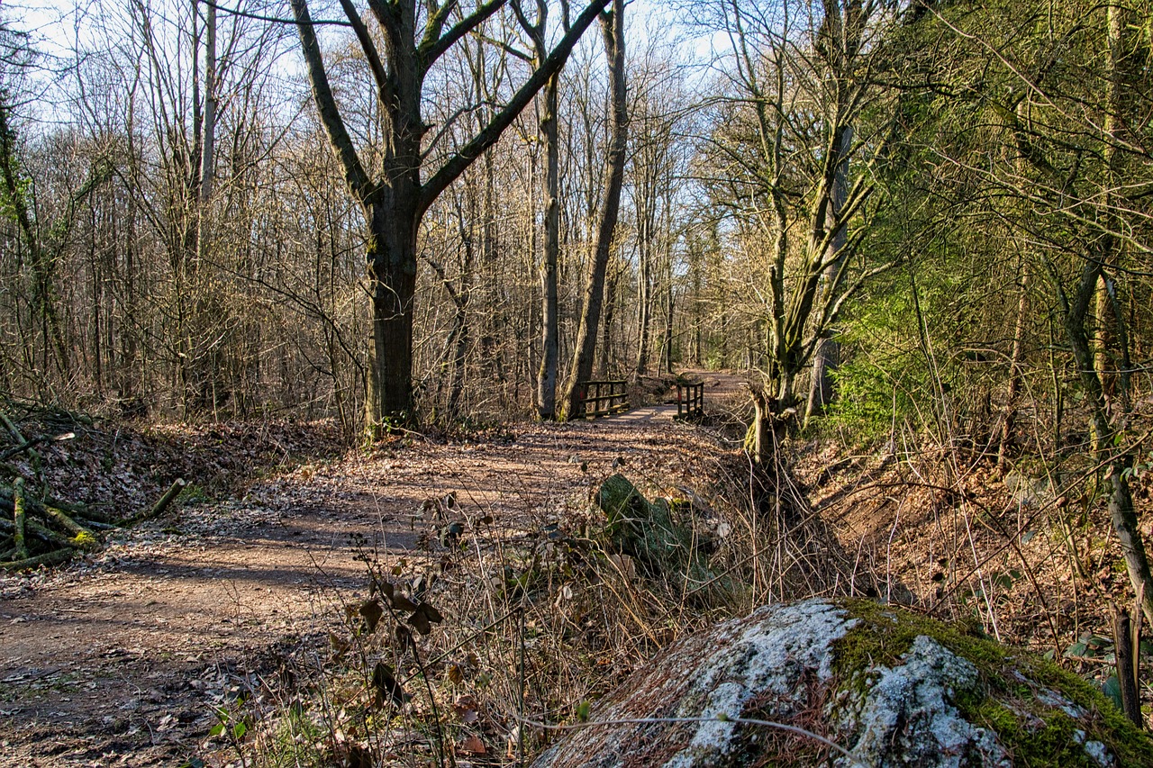 trees, forest, path, trail, bridge, forests, forest path, removed, nature, landscape, nature trail, hasbreak, oldenburg district
