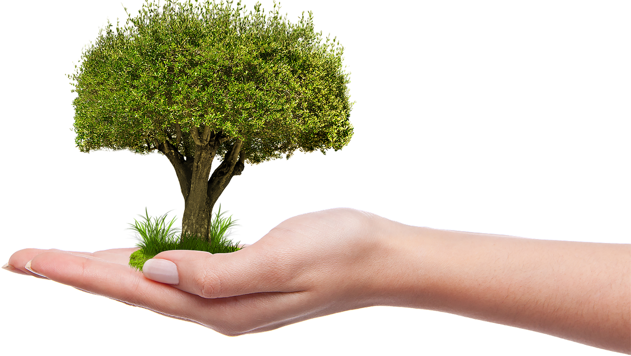 tree, growing, gardening, planting, growth, plant, nature, ecology, growing, growing, ecology, ecology, ecology, ecology, ecology